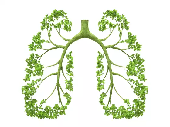 Recipes for Respiratory Health