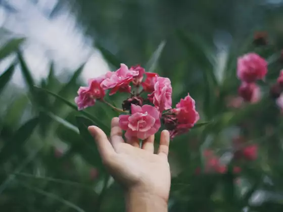 Remote Reiki Healing for 33 Minutes