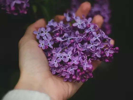 Remote Reiki Healing for 33 Minutes