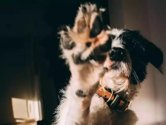 Webinaire 6 sur notre connexion avec les animaux : questions et réponses spéciales