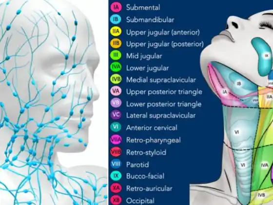 Manual Lymphatic Drainage Head and Neck 