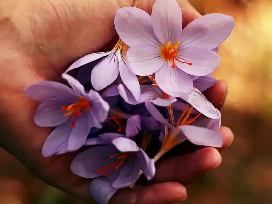 Reiki Level 1