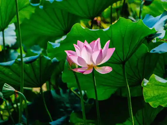 33 মিনিটের জন্য দূরবর্তী রেকি নিরাময়
