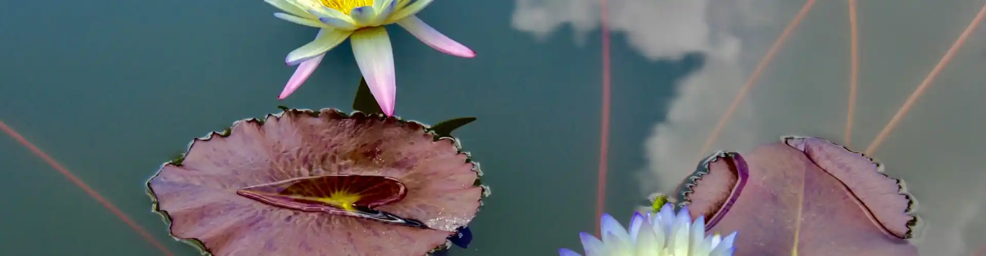 Reiki 2. szintű nyomon követés - Online Class by Jamie Butler