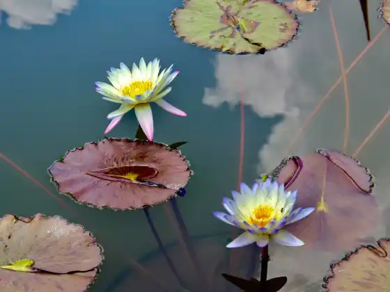 Reiki 2. szintű nyomon követés