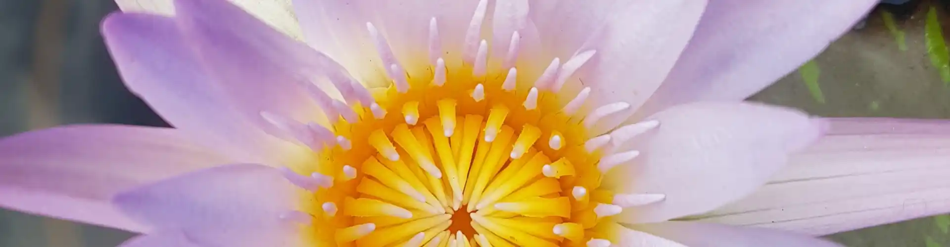 The Chakra Journey Class Four ~ Το ιερό σας τσάκρα - Online Class by Megan Edge