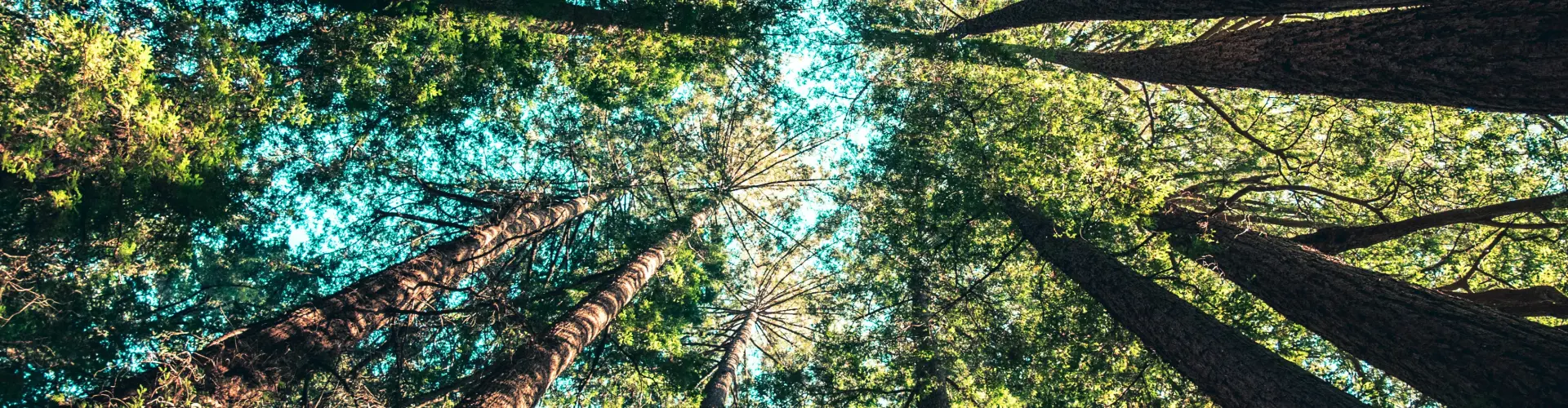 Gaia's Embrace - Energy Healing - Online Class by Ismene Manakas